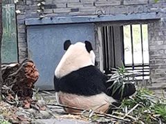 -都江堰中华大熊猫苑
