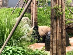 -都江堰中华大熊猫苑
