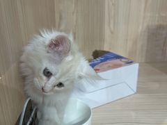 -爪爪喵星球·猫舍(卓悦中心店)