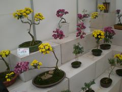 花展-西安世博园