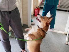 -安安宠医·安宠宠物医院