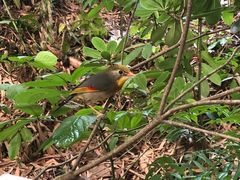 -佶政筋饼·新概念(安阳路店)