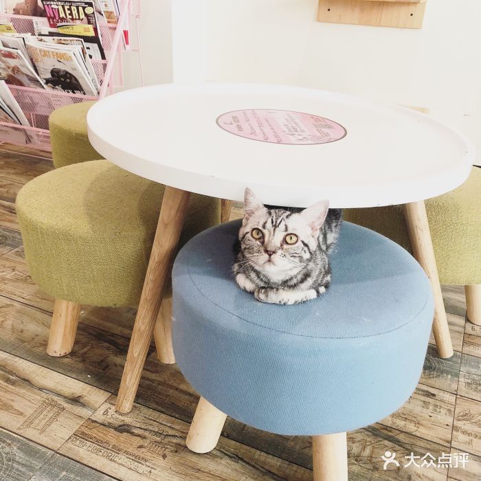 喵匠咖啡(和平广场店)图片 - 第952张