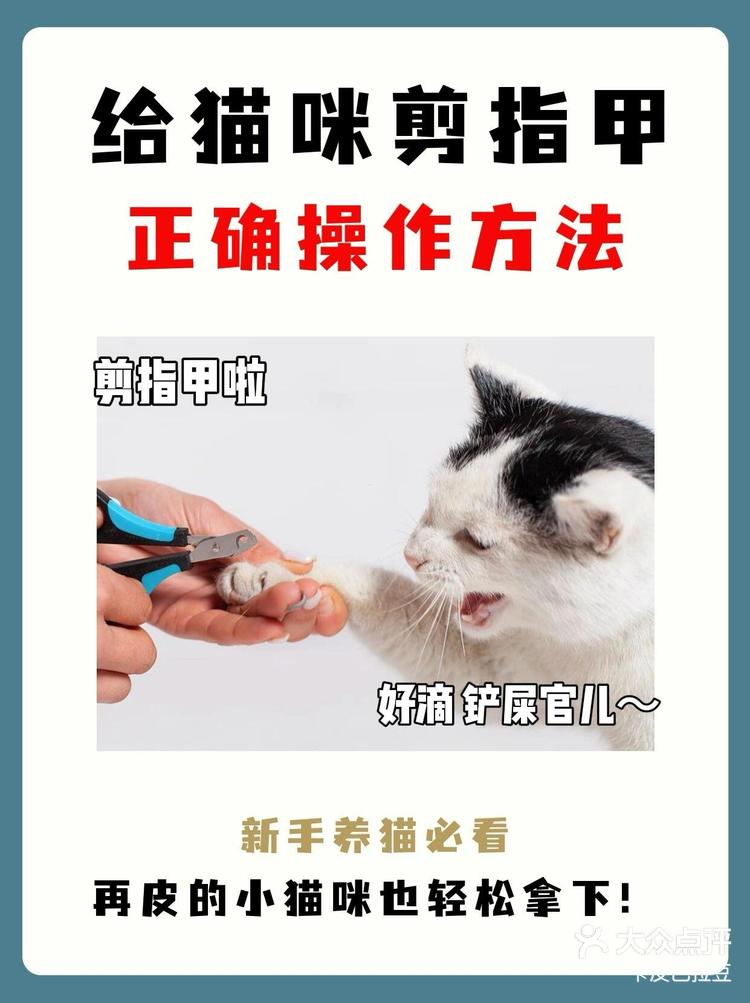 猫剪指甲角度图片