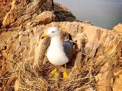 -海驴岛(荣成市)