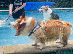 -汪说喵讲宠物乐园宠物酒店(红星美凯龙店)