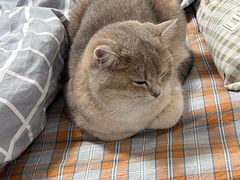 -伟伟宠物医院·瑞派猫友好医院·猫科(光谷店)