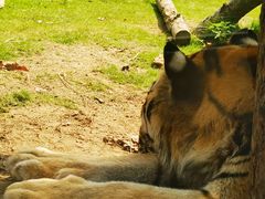 -西霞口神雕山野生动物世界