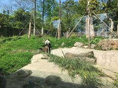 -都江堰中华大熊猫苑