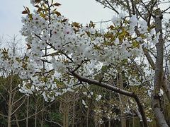-新江湾城公园
