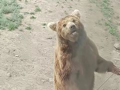 -新疆天山野生动物园