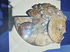 -贝壳王国博物馆