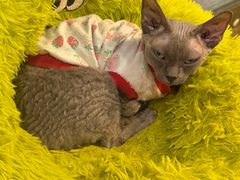 -和它·交个朋友·狗咖猫咖(爱琴海店)