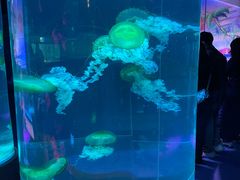 -秦皇岛新澳海底世界