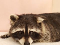 -浣熊柯尔鸭土拨鼠·电玩咖