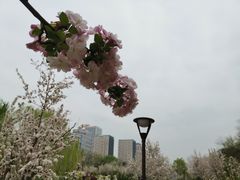 -海棠花溪(元大都城垣遗址公园)