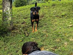 -铁山坪森林公园