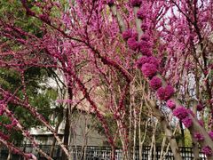 -海棠花溪(元大都城垣遗址公园)