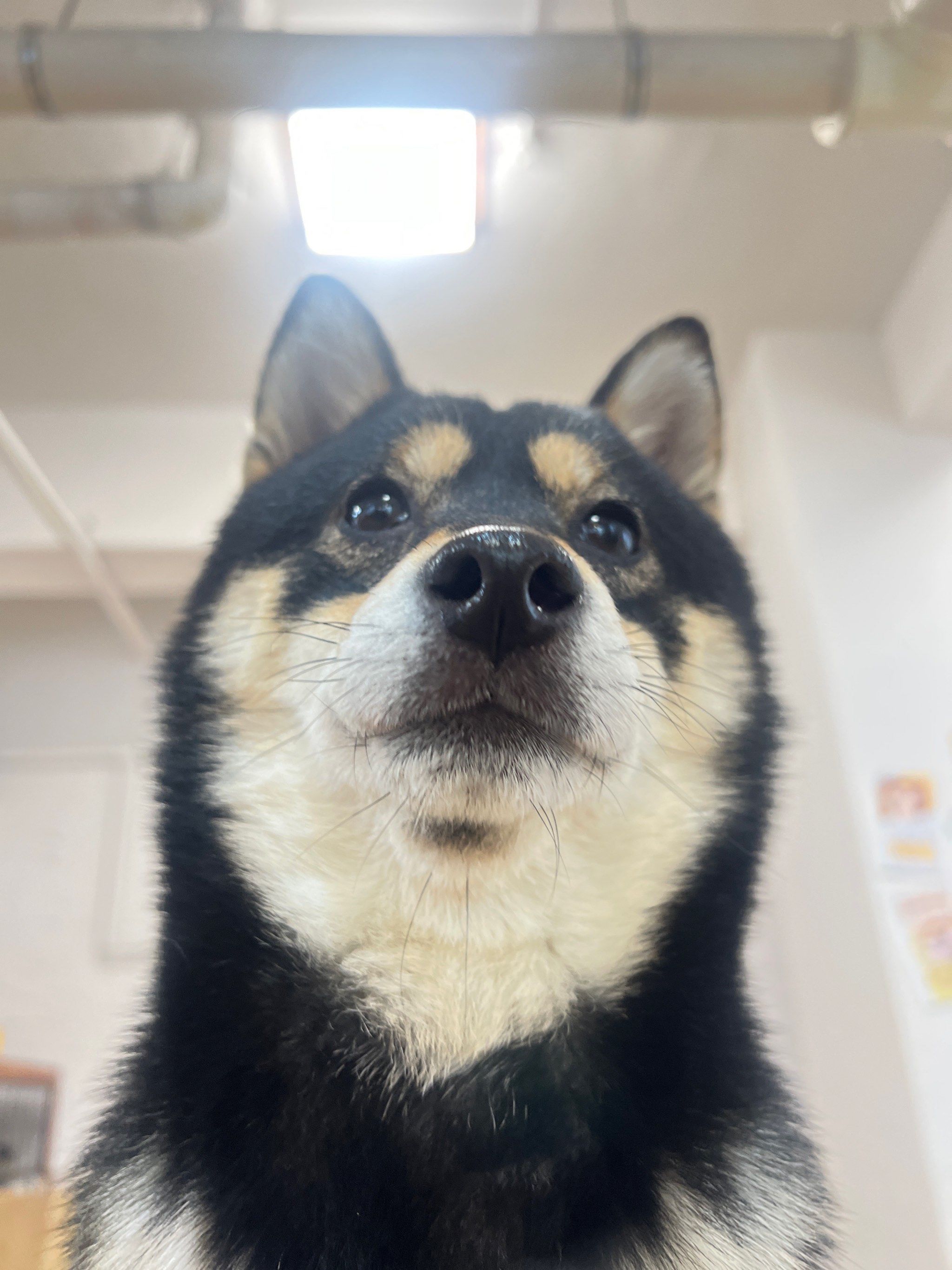 超可爱柴柴,快来撸