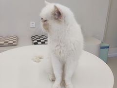 -怪兽屋·羊驼·猫咖·狗咖(俊华广场店)