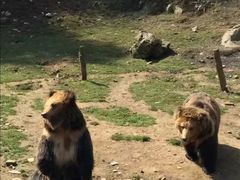 -贵州森林野生动物园