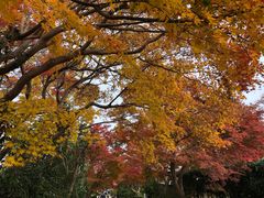 -常寂光寺