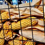 👀靠近「玉米说」，醇香扑鼻，让人沉醉！