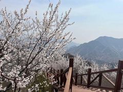 -白水寺森林公园
