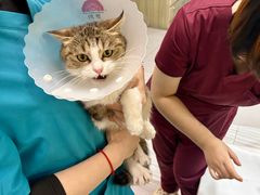 -纳吉亚猫专科动物医院(康都外科中心)