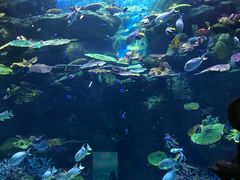 -暹罗海洋世界