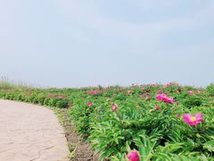 -泗洪洪泽湖湿地景区