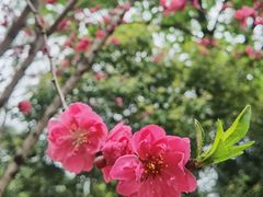 -上海市龙华烈士陵园