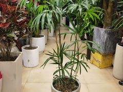 -双季花艺园艺市场(浦东店)