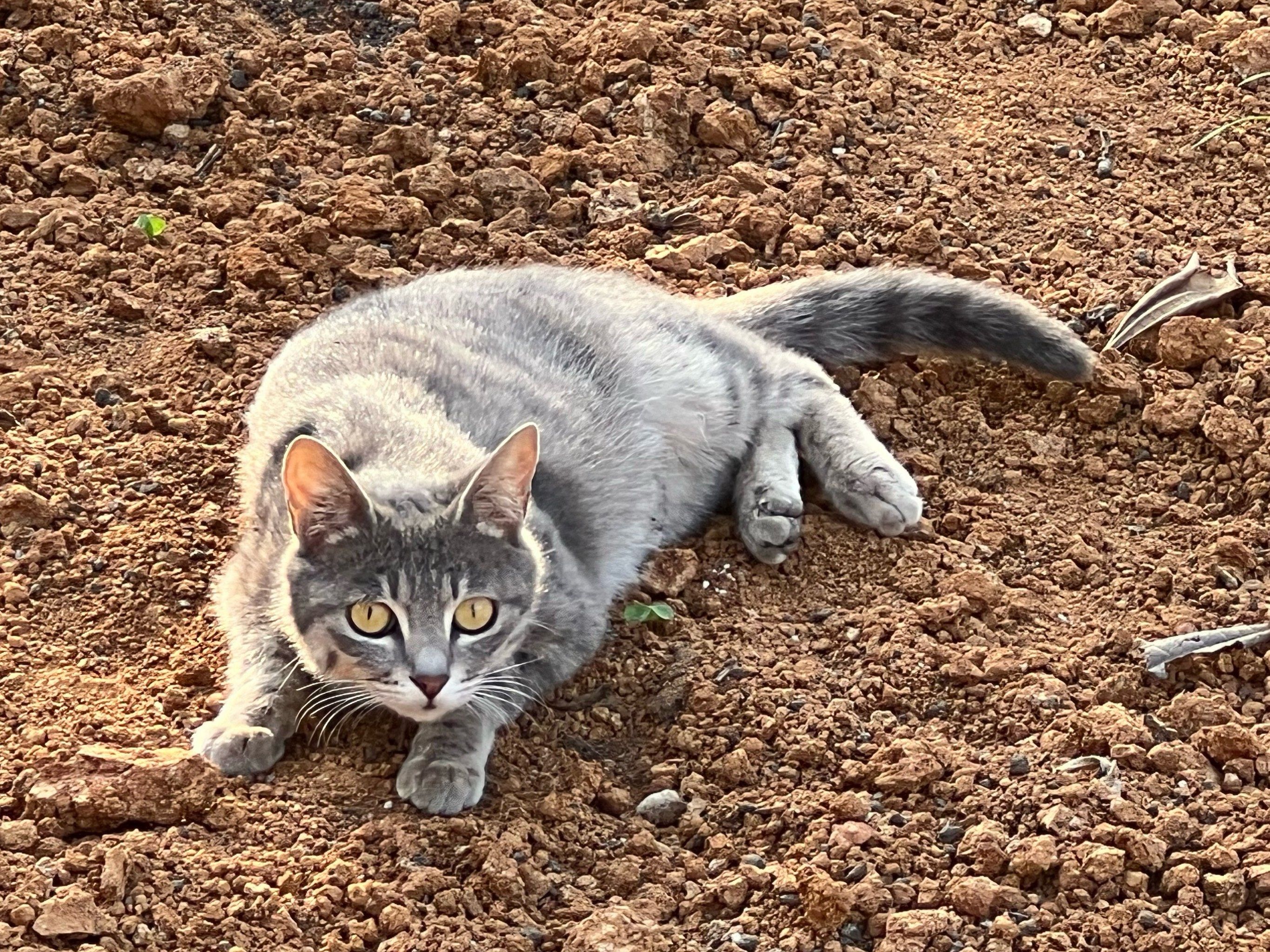 凶猛小野猫