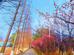 -水杉园
