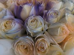 -鼎好家常菜(天桥店)