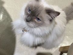 -藏猫猫咖啡主题馆(中央大道店)