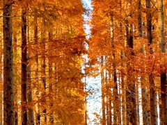 -黄海国家森林公园