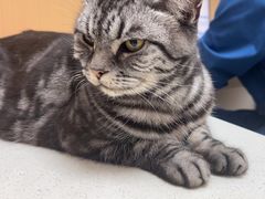 -瑞派康怡24h宠物医院·犬猫医疗中心·微创绝育(瑞景分院)