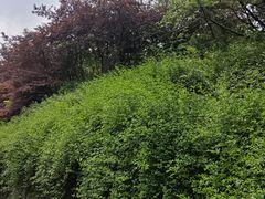 -宜兴龙背山森林公园