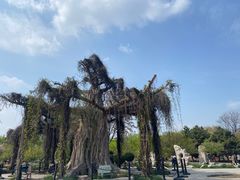 -石家庄市植物园