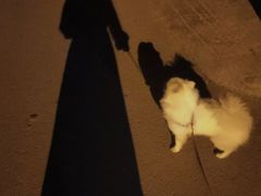 -瑞鹏宠物医院·骨科·猫科·内科(第一中心)