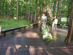 -荷兰花海