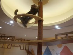 -滚猫咖啡·猫咖·猫友好撸猫(未来城店)