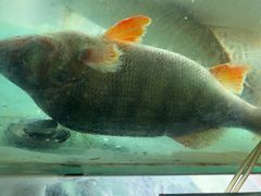 -煲来饱去冷水鱼