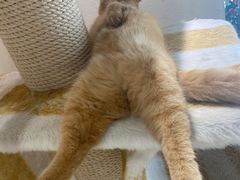 -藏猫猫咖啡主题馆(中央大道店)