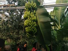 -呀路古热带植物园