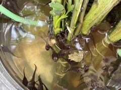 -安德鲁户外烧烤帐篷营地(马泉营店)