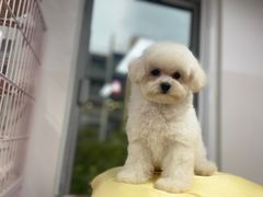 -萌宠之家·腊肠犬·马尔泰·小体犬舍