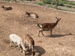 -青藏高原野生动物园
